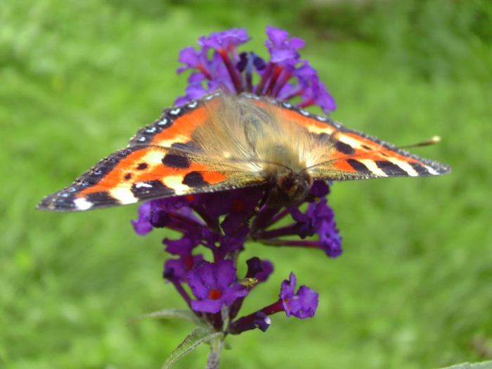 Schmetterling Schmetterling